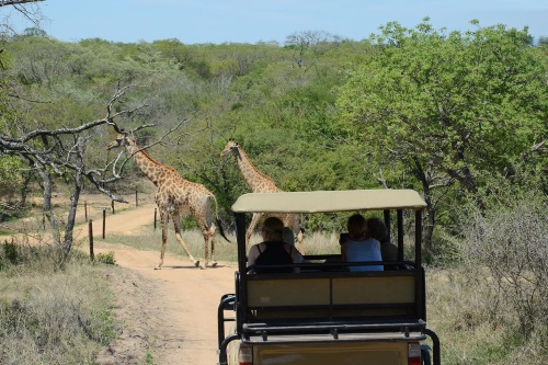 wild dogs safari lodge safari.jpg