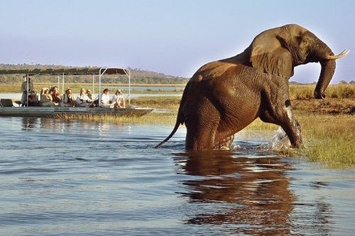 chobe bakwena lodge bootcruise.jpg