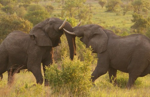 groepsreis het beste van zuid-afrika sfeerfoto.png