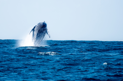 umhlanga ocean charters - whale viewing tour.png