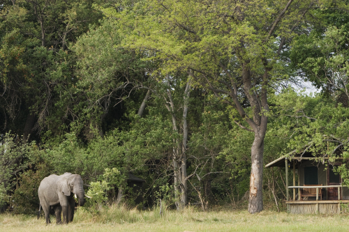 shinde camp olifant voor tent.png