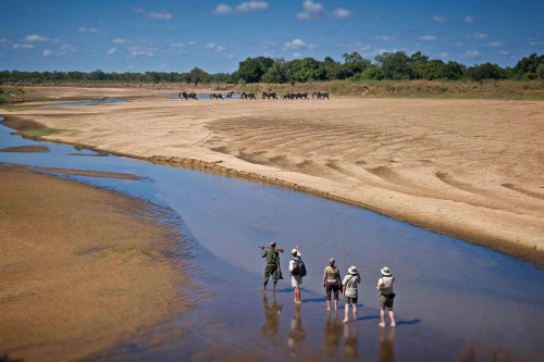 wandelsafari south luangwa national park in zambia.png