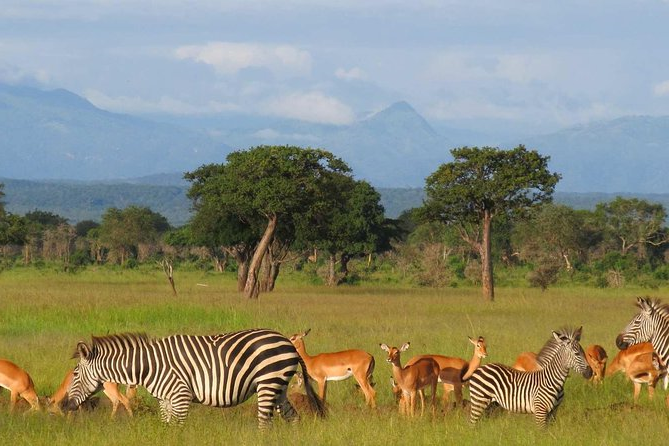 mikumi national park.png