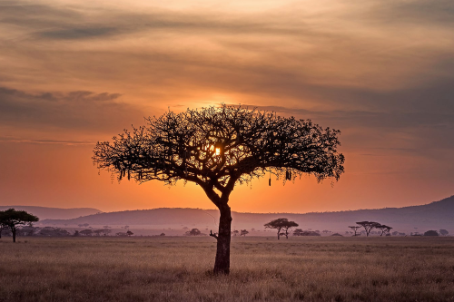 masai mara 002.png