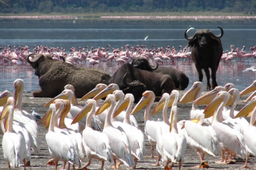 lake nakuru national park 011.png