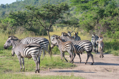 leopard rest camp omgeving.png