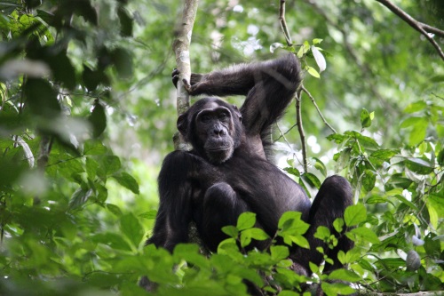 chimp trekking murchison falls 001.jpg