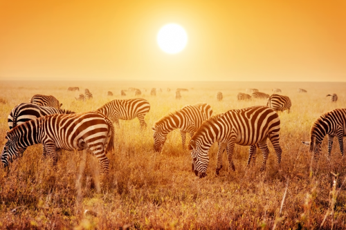 serengeti 002.png