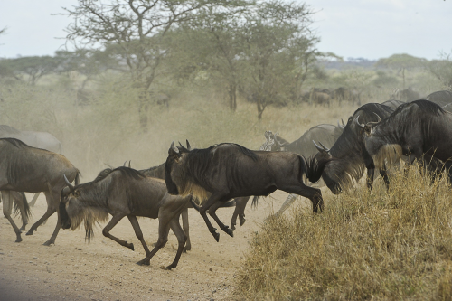 beleef de migratie van oost-afrika 001.png