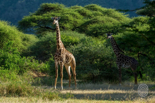 lake manyara serena safari lodge sfeer.png