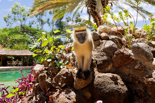 amboseli sopa lodge natuur.png