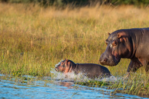 liwonde national park 002.png