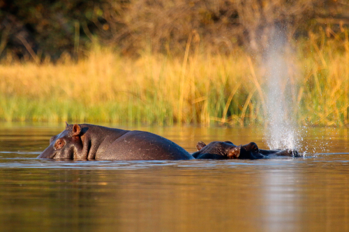 okavango delta sfeer 012.png