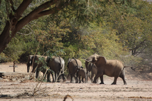 brandberg elephants.png