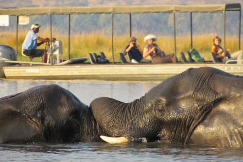 chobe rivier cruise 011.png