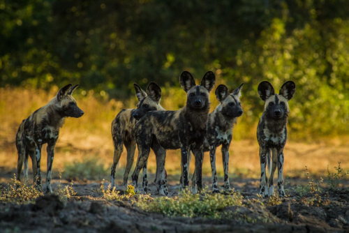 zambezi expeditions wilde honden.png