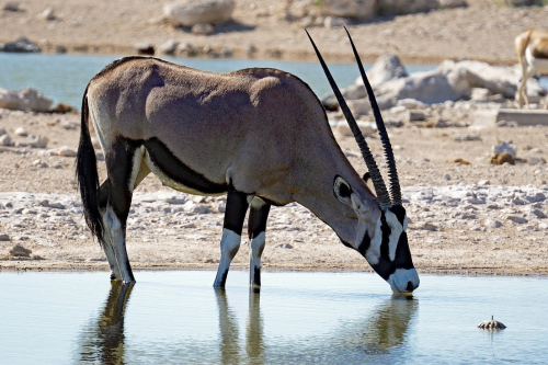 oryx-antilope-5024496_1280.png