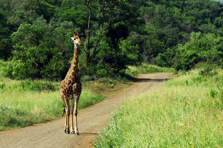 south-africa-kruger.jpg