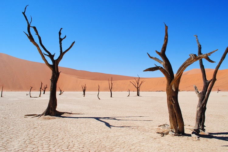 deadvlei-2011373_1280.jpg