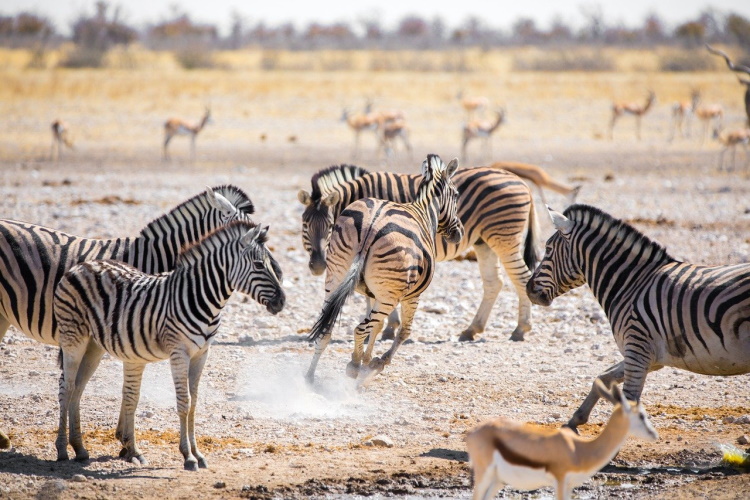 zebras etosha np.jpg