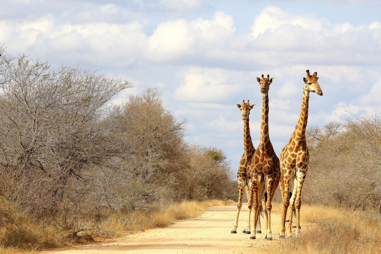 wandelreis zuid-afrika south africa giraffe.jpg