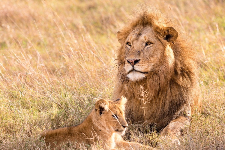 leeuw kruger national park.jpg