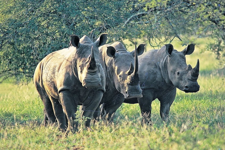 khama rhino sanctuary hippo.jpg