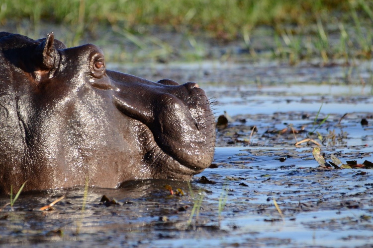 hippo chobe 015.jpg