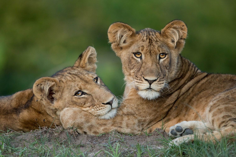 kafue np zambia.jpg