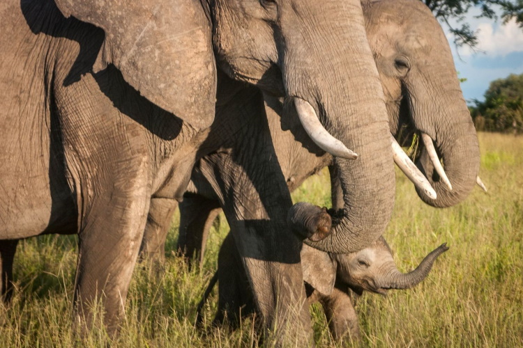 south luangwa national park olifanten.jpg