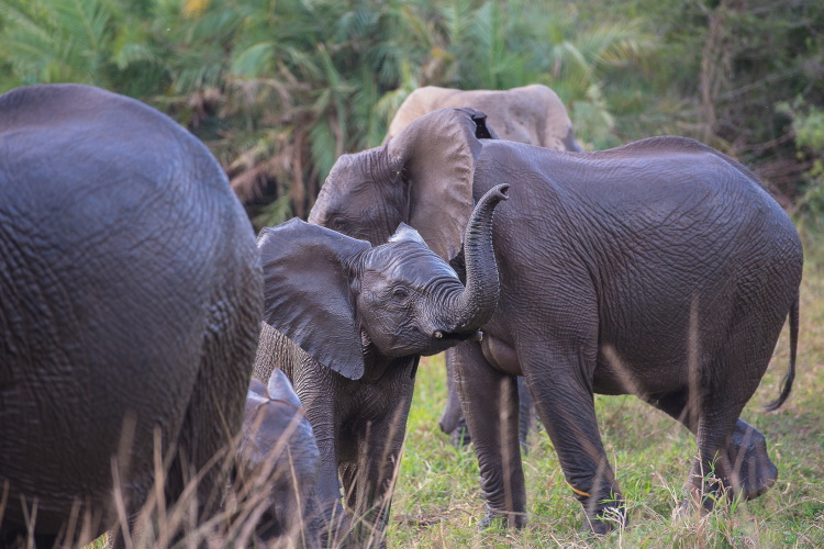 hluhluwe safari.jpg