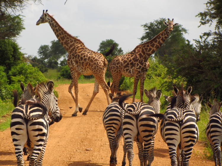 mikumi zebras-765885_1280.jpg