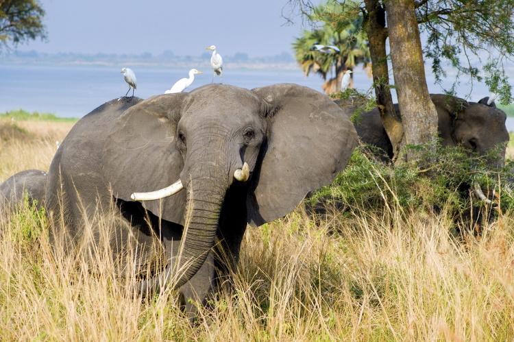 murchison elephant-2108855_1280.jpg