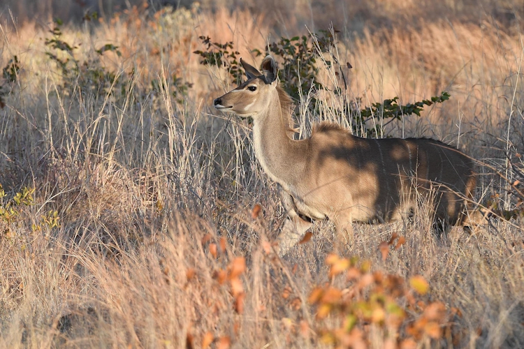 robins camp omgeving kudu.webp