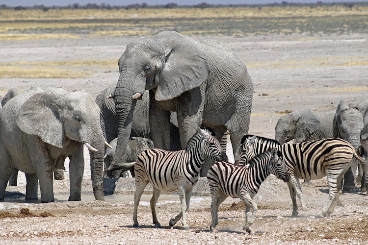 namibia etosha 015.webp