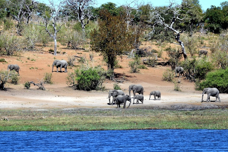 chobe olifanten 001.webp