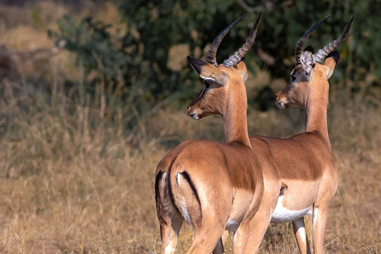 mapesu private game reserve .webp