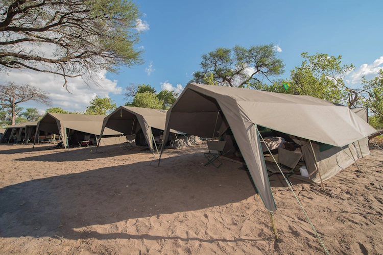 botswana baobabs en delta safari luxury mobile camping 2008.webp