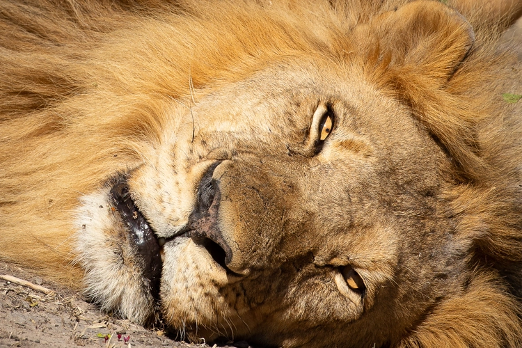 kampeersafari zimbabwe en botswana hwange 2009.webp