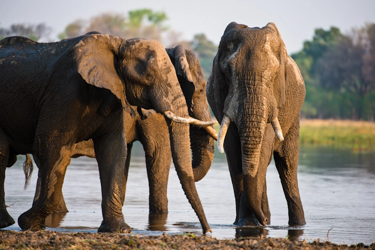 van kaapstad tot victoria watervallen moremi elephant khwai klein.webp