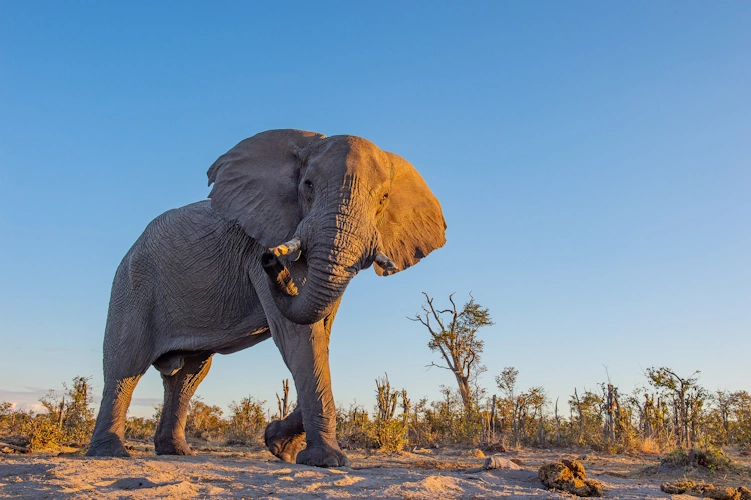 wildkamperen in botswana 001 klein.webp