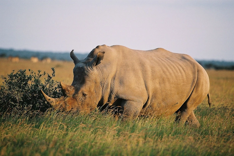 sunway botswana khama rhino 002.webp