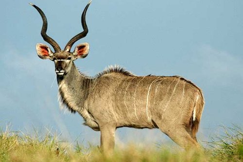 Kudu