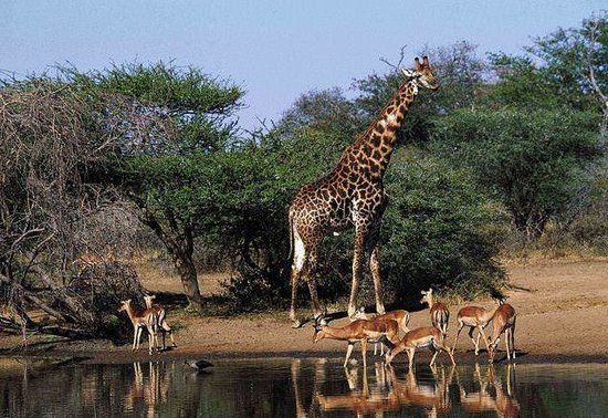 Spioenkop Nature Reserve